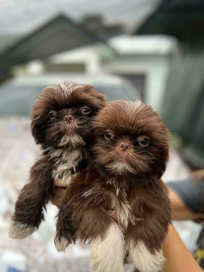 Two fluffy puppies being held, showcasing a heartwarming adoption moment in December.