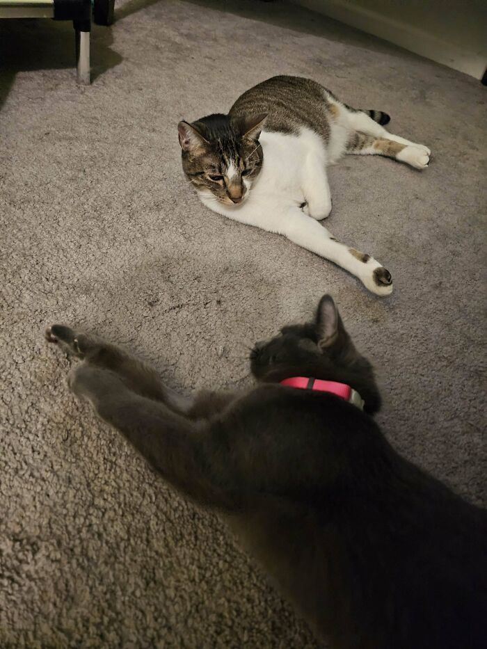 Two adopted cats relaxing on a carpet, one gray with a pink collar, the other tabby and white.