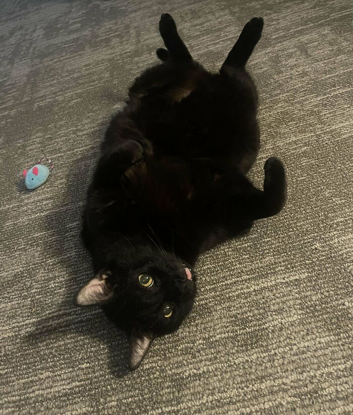 Black cat lying on a gray carpet next to a blue toy, showcasing a heartwarming adoption moment.