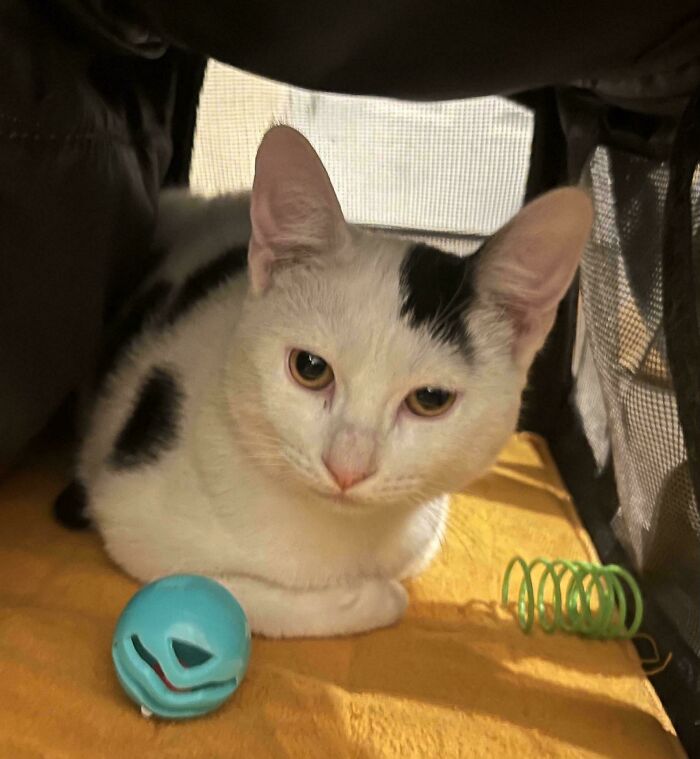 Adopted cat under a blanket, surrounded by toys, looking content.