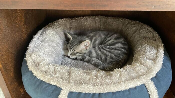 A newly adopted kitten sleeps in a cozy bed, showcasing a wholesome moment of adoption this December.