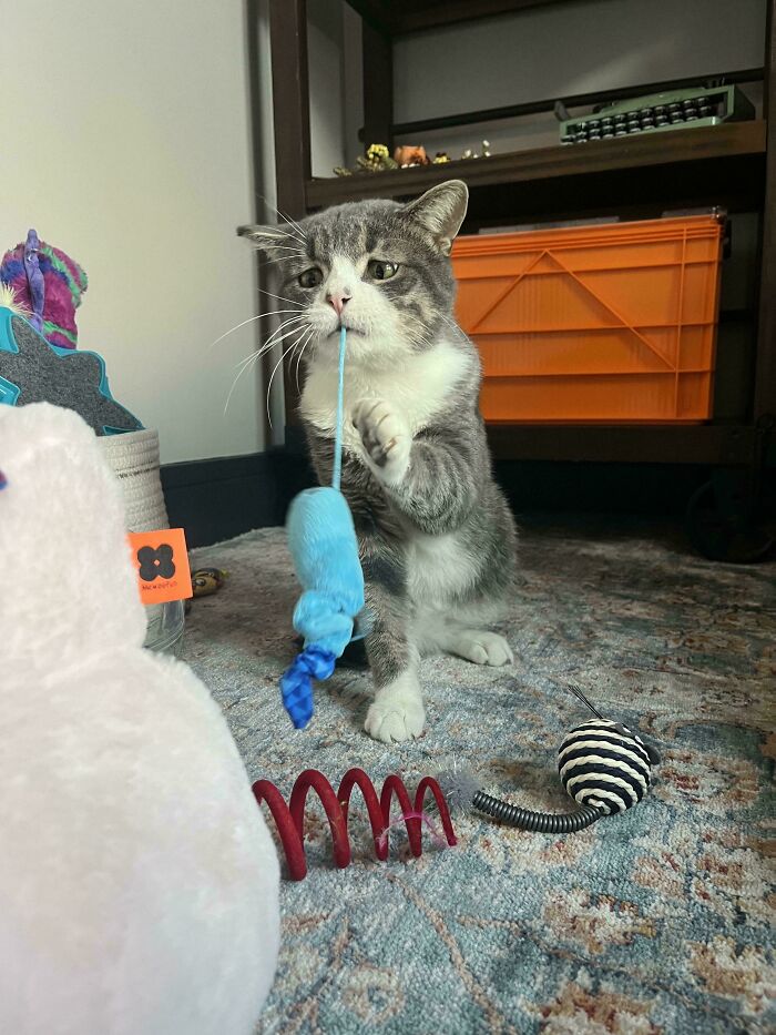 Adopted cat playfully tugs on a toy, surrounded by other colorful toys on a patterned rug.