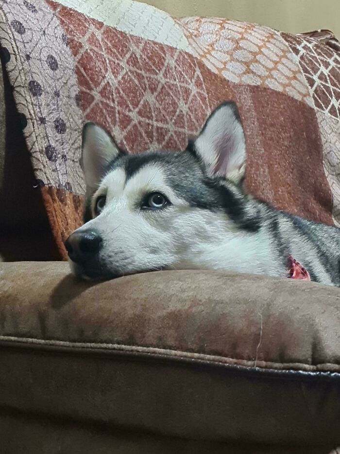 Adopted husky resting on a couch, showcasing a heartwarming moment of adoption.