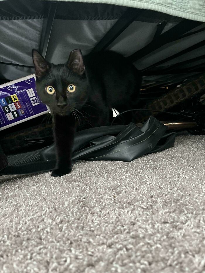 Black cat peeking from under the bed, showcasing a heartwarming adoption moment.