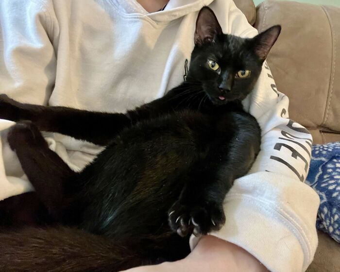 Black cat comfortably resting on a person's lap, showcasing a heartwarming adoption moment.