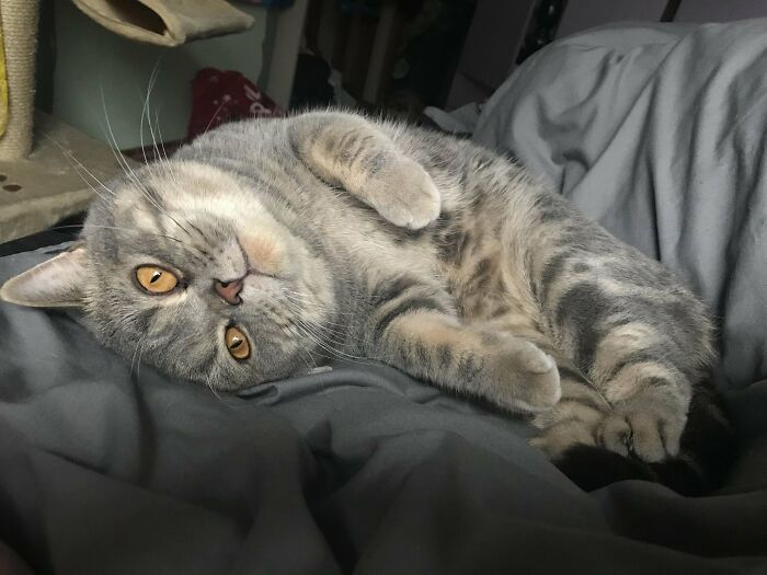 Adopted tabby cat happily lying on a bed, showcasing a heartwarming adoption moment.