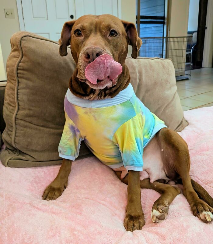 Adopted dog wearing a colorful shirt, sitting on a pink blanket, licking its nose in a cozy home setting.