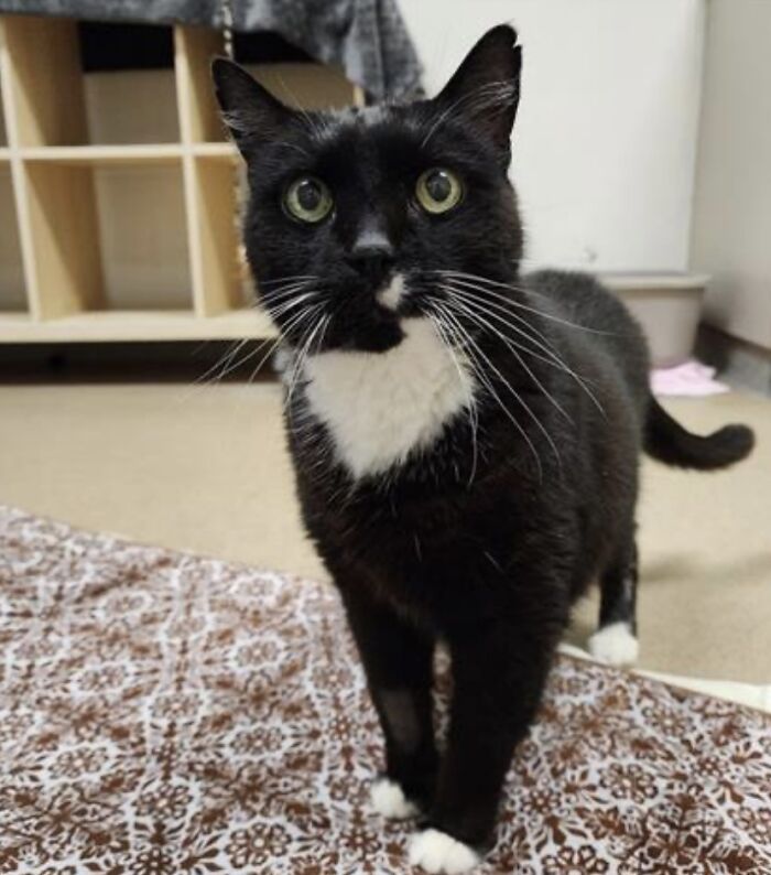 Adopted black and white cat with bright eyes standing on a patterned rug in a cozy room.