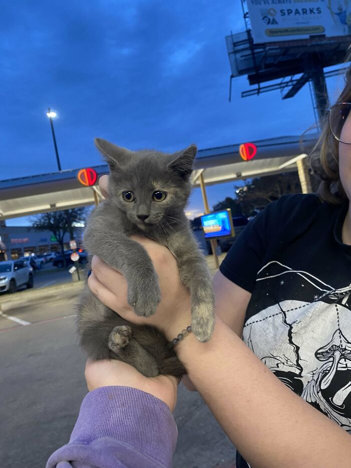 Person holding a newly adopted gray kitten outdoors in the evening.