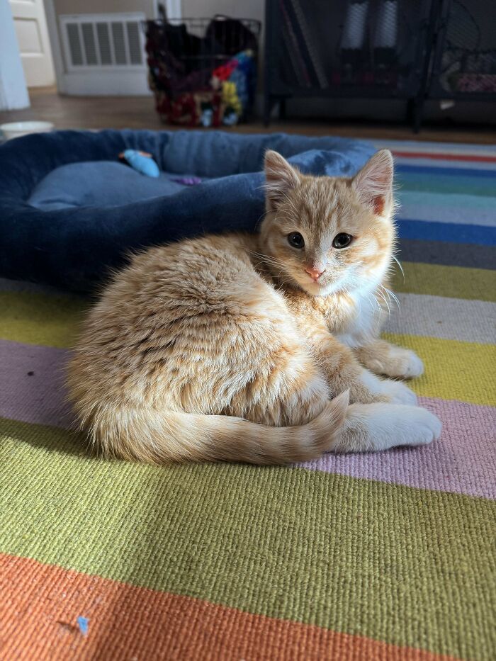 Adopted kitten resting on a colorful rug in December sunlight.