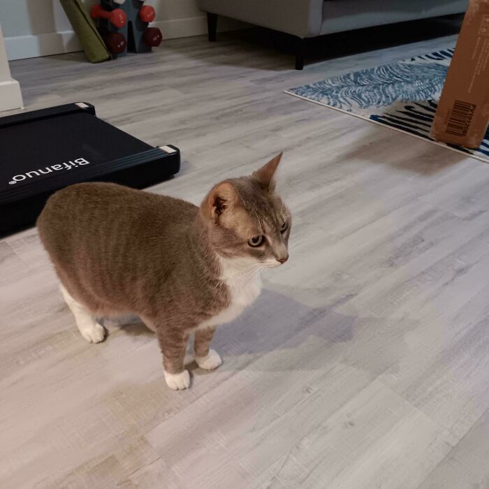 Gray and white cat indoors, part of wholesome adoption scenes.