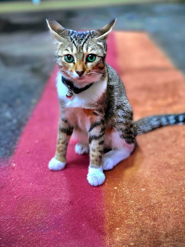 Adopted cat with tabby pattern sits on a colorful rug, showcasing a heartwarming adoption moment.