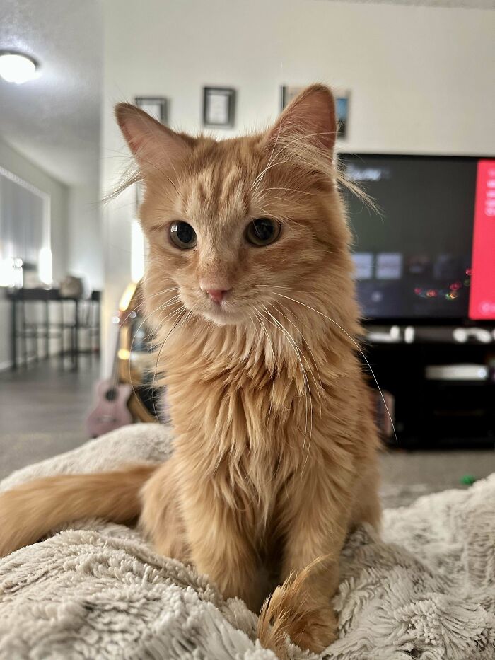 Fluffy orange cat sitting on a blanket, embodying a wholesome adoption moment in a cozy living room.