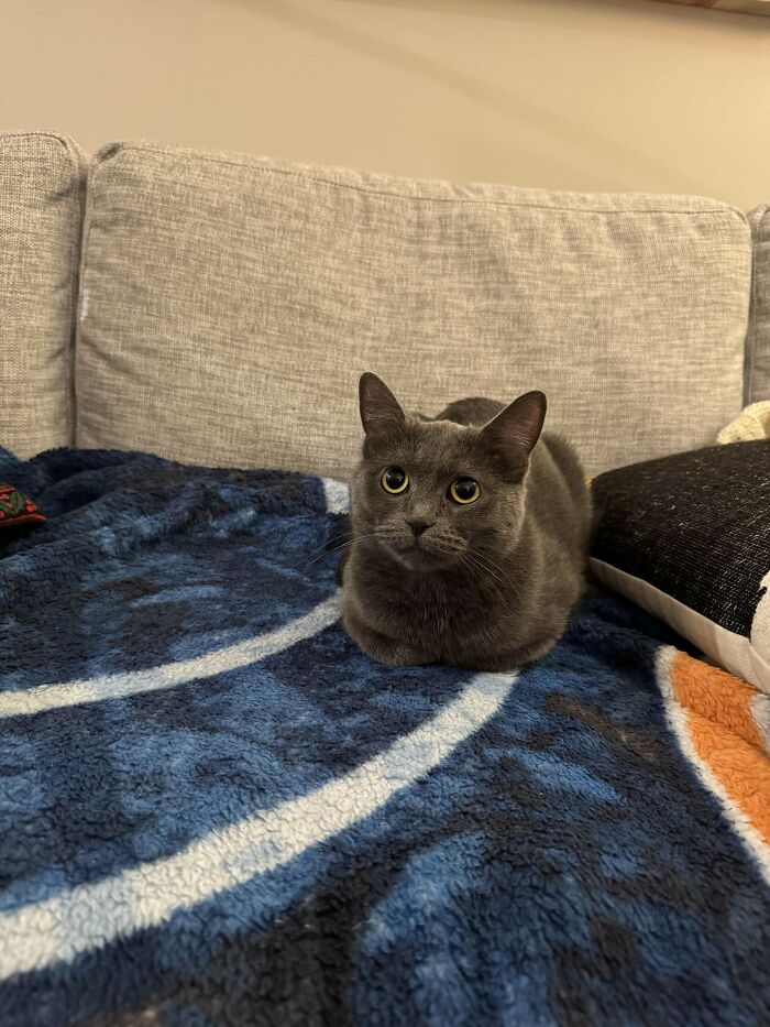 Gray cat sitting on a cozy blue blanket on a sofa, showcasing a heartwarming adoption moment.