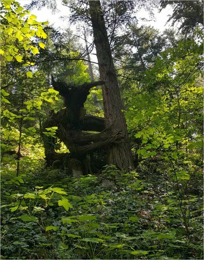 This Tree I Found Hiking Looks Like A Forest Monster Watching Over You