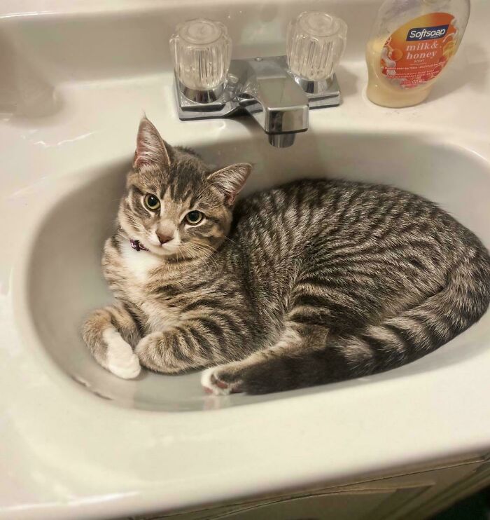 Wholesome adoption pic of a tabby cat curled up in a bathroom sink, with a soap bottle nearby.