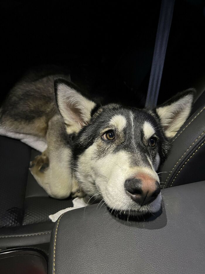 Adopted husky lounging in the backseat, looking content and relaxed.