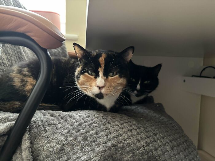 Two adopted cats cuddling on a gray blanket under a desk.