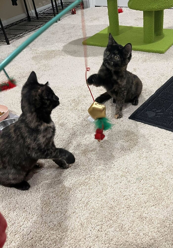 Two adopted kittens playing with a dangling toy on a carpeted floor, one reaching out with its paw.