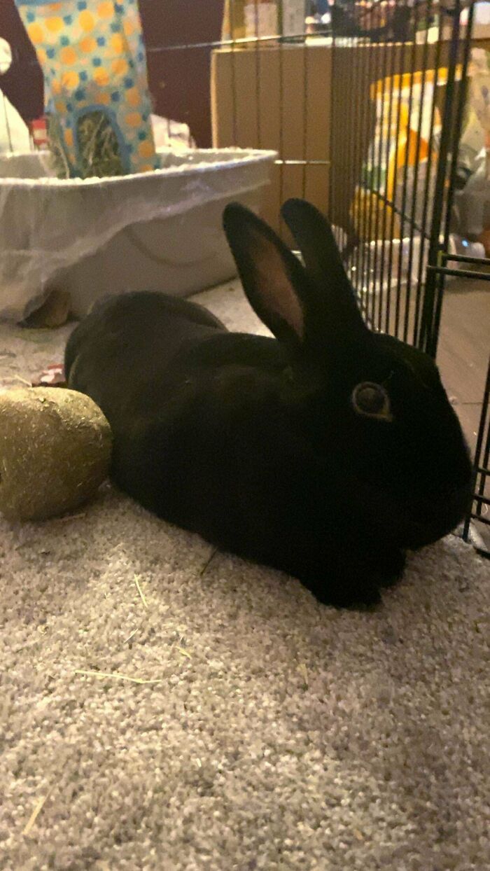 Black rabbit in a cage, lying on a carpet beside a hay block; wholesome adoption moment.