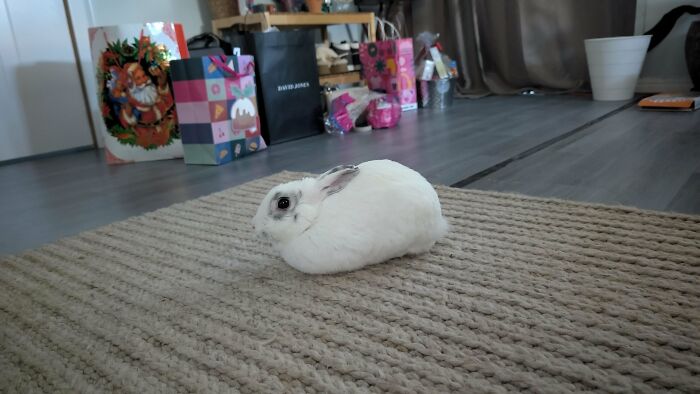 White rabbit sitting on a rug in a cozy room with gift bags in the background, highlighting wholesome adoption moments.