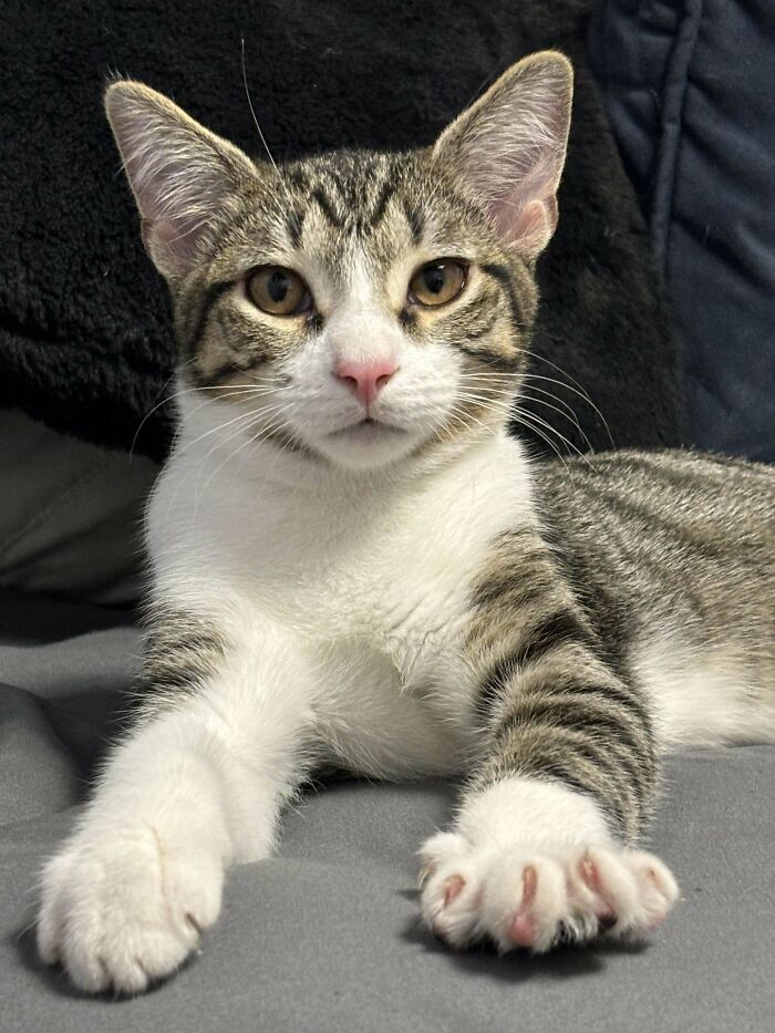 Adopted kitten lying on a gray blanket, looking directly at the camera with paws outstretched.