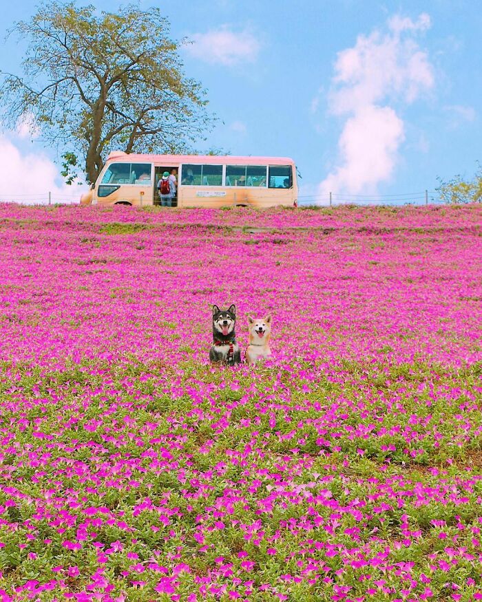 Two dogs sitting in a vibrant pink flower field with a tree and bus in the background. Incredible world photo scene.