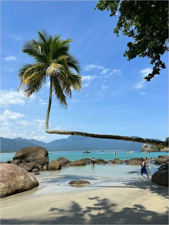 Curved palm tree over a tropical beach with people enjoying the water, showcasing incredible world photos scenery.