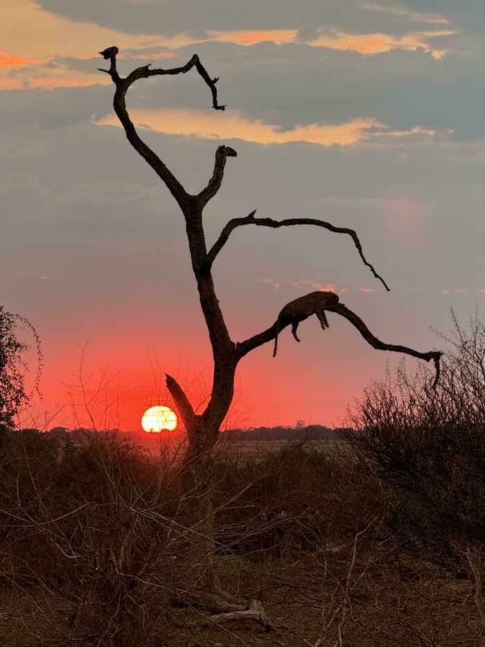 Leopard resting on a tree branch during a vivid red sunset; stunning scene from Incredible World Photos.