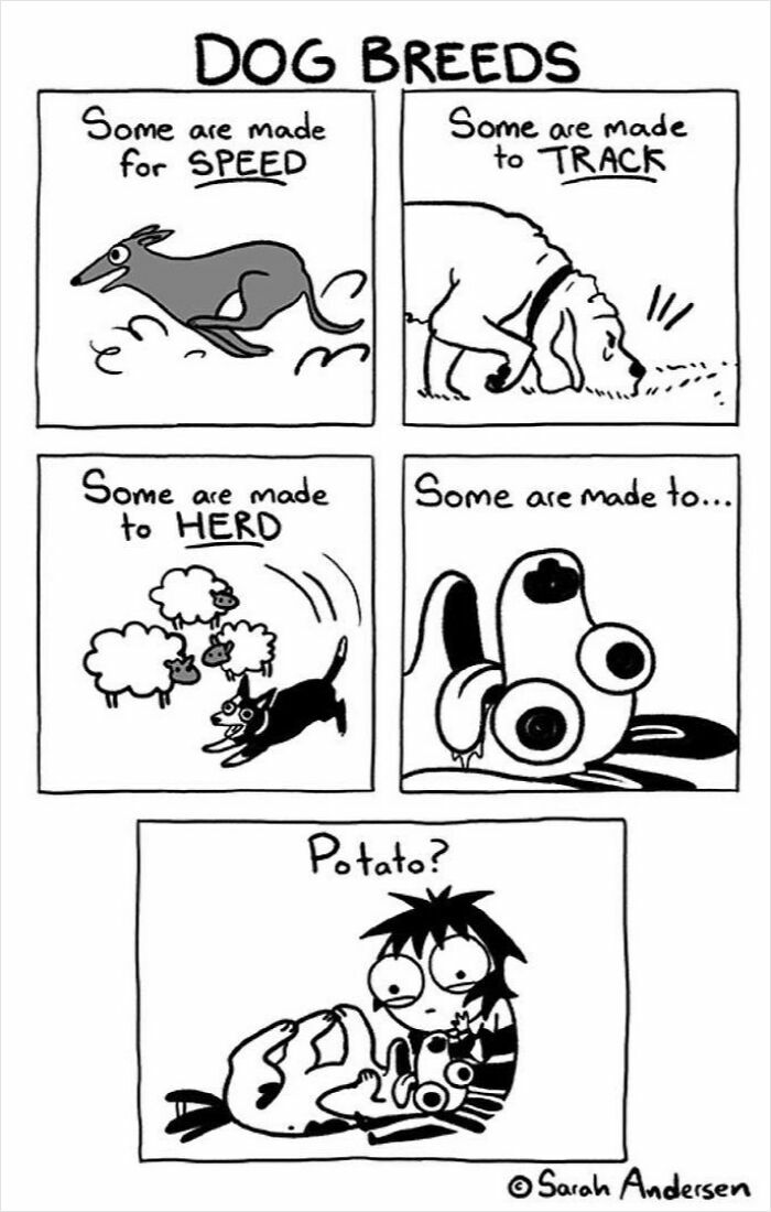 Comic by Sarah Andersen humorously illustrating dog breed differences: speed, tracking, herding, and being a couch potato.