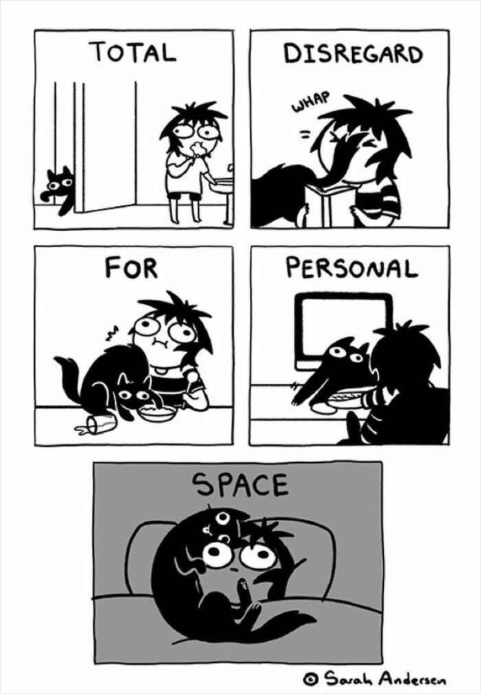 Comic by Sarah Andersen showing cat's disregard for personal space, illustrating cat vs. dog differences humorously.