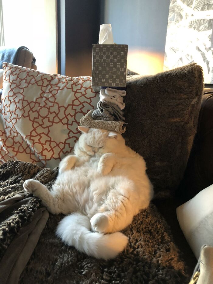 Fluffy cat lounging with a stack of items on its head, showcasing funny stuff and stuffoncats humor.