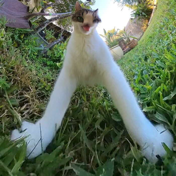 Cat looking silly in a 360 camera photo, with outstretched legs on a grassy lawn.