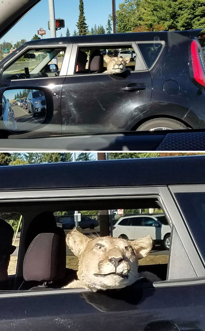 A car with a lifelike cougar head out the window, an interesting sight on the road.