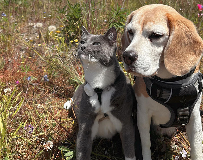 Dog and cat sitting together in a field, showcasing each other's traits with curious expressions.