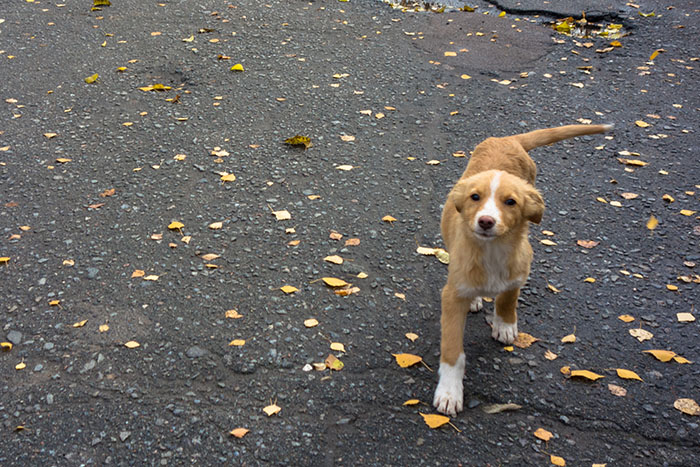 Dog near Chornobyl on a leaf-strewn road, showcasing genetic differences from others in the world.