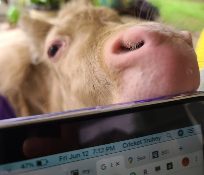 Close-up of a baby horse's face peeking over a desk, highlighting its soft nose and expressive eyes.