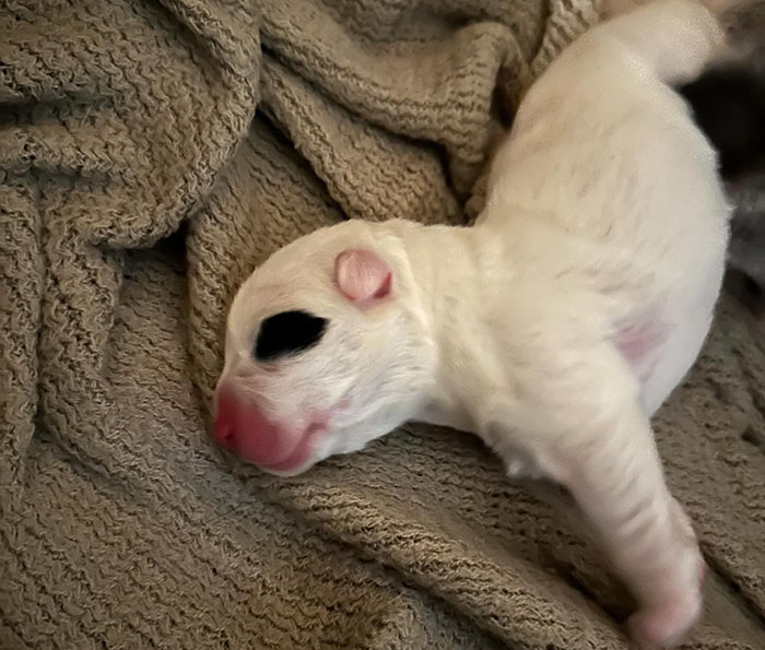 Rescued dog’s adorable singleton puppy sleeping on a blanket.