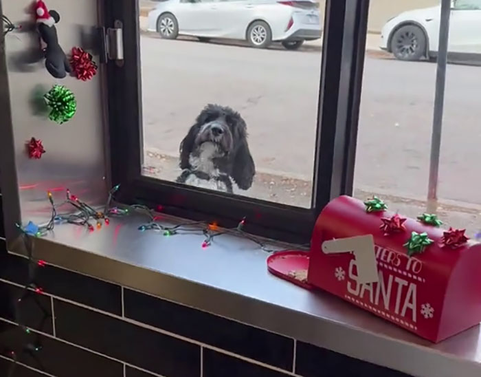 Pizzeria In Chicago Opens Doggie Treat Window, Goes Viral Due To The Most Wholesome Interactions