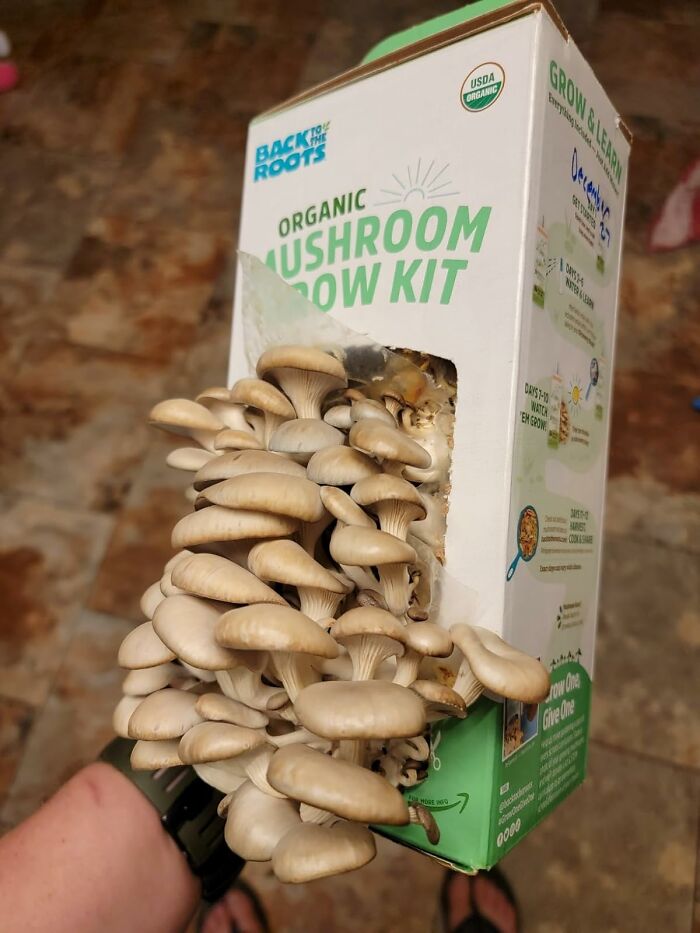 Organic mushroom grow kit with mushrooms sprouting, a unique gift for antisocial people.