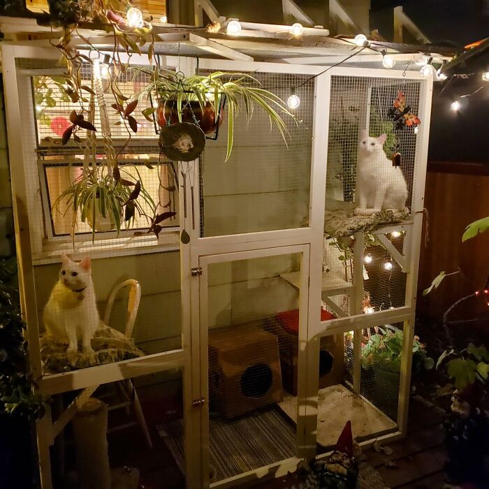 Cats in a festive enclosure with holiday lights, showcasing ways to get your pet in the holiday spirit.