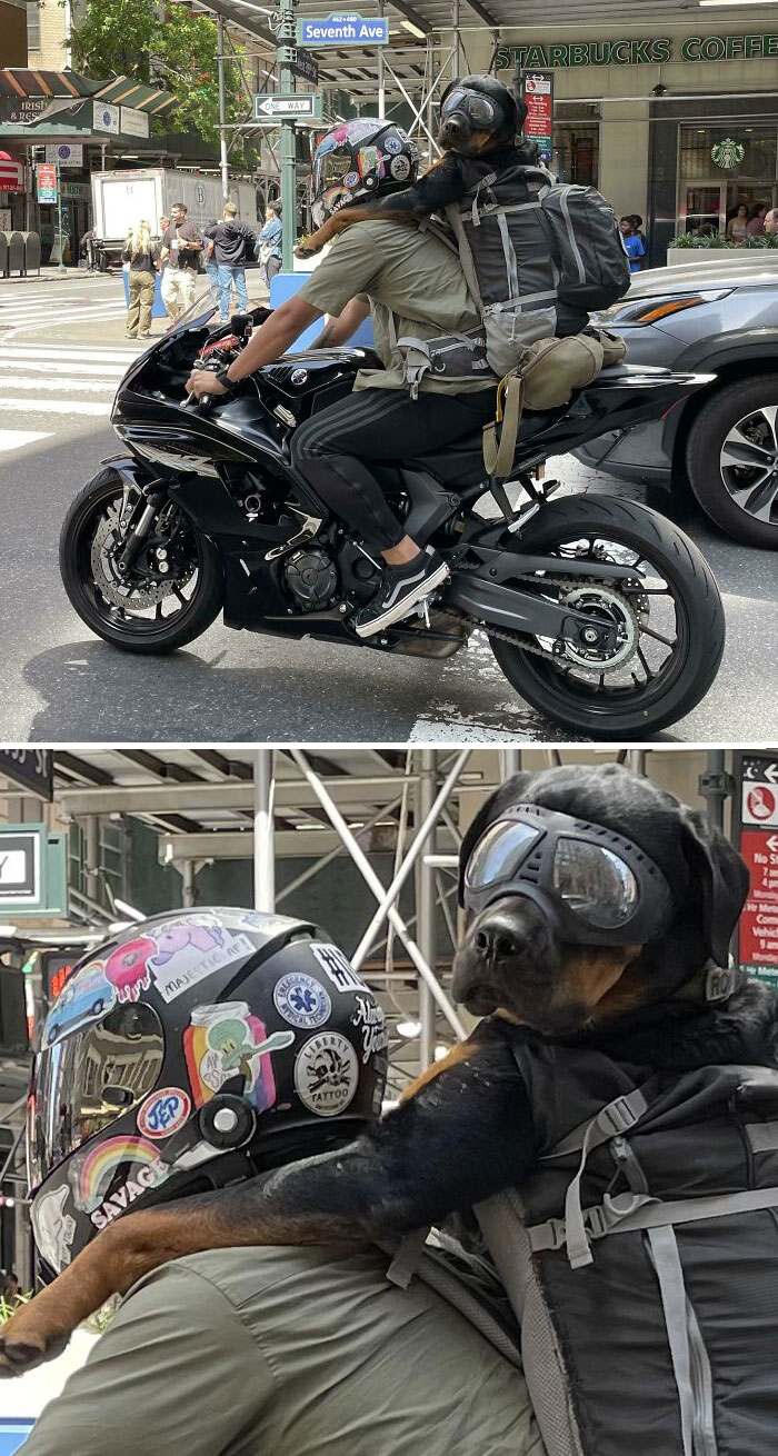 Dog On A Motorcycle In NYC