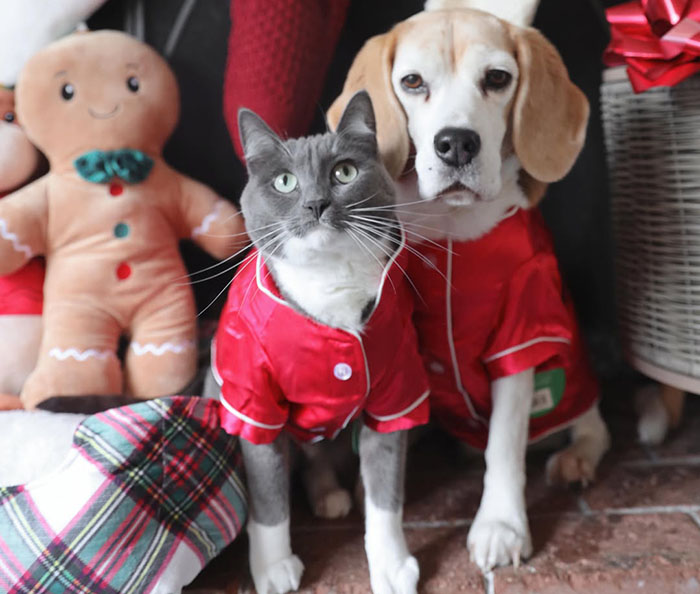 Dog and cat in matching red outfits, sitting together among holiday decorations.