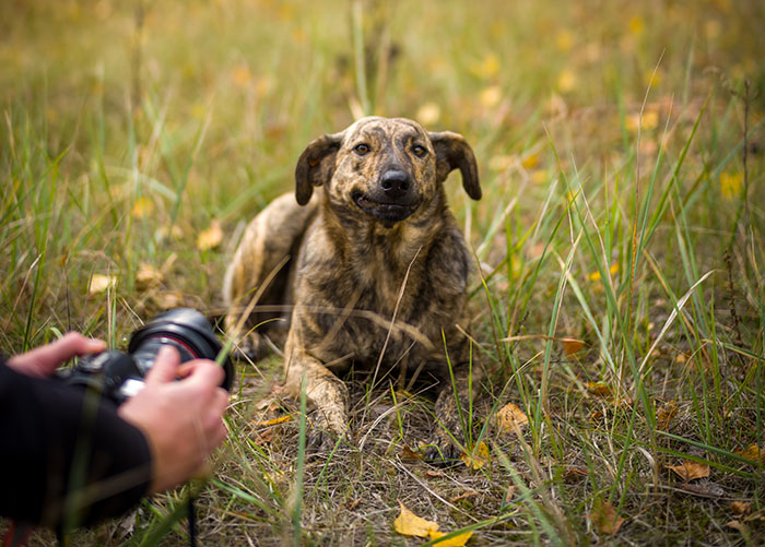 Dog near Chornobyl in grassy field, captured by photographer, showing unique genetic traits.