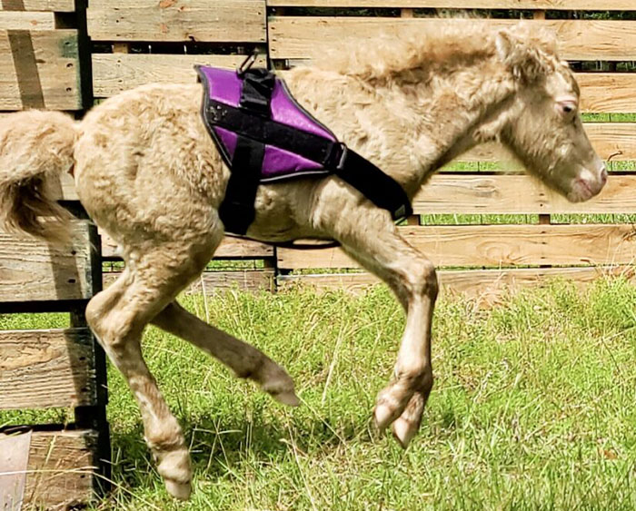 Abandoned baby horse wearing a purple harness, jumping in a grassy area.