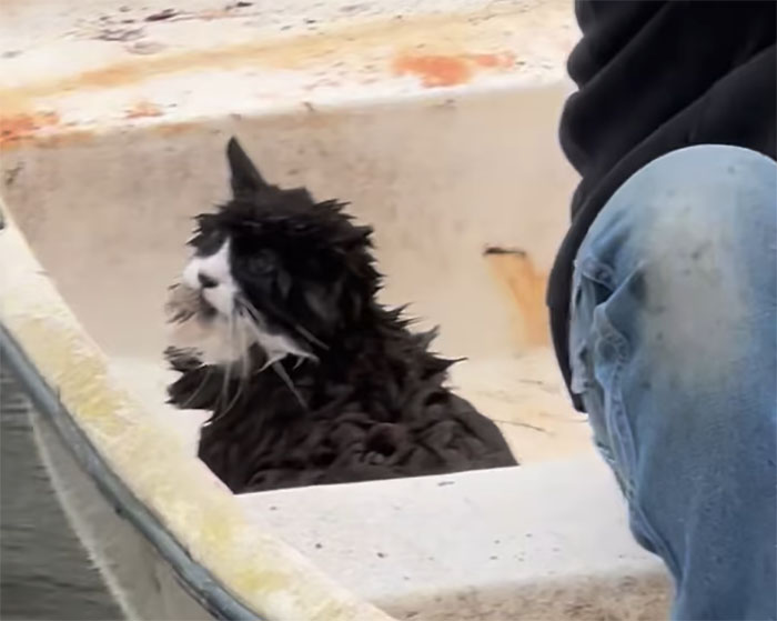 Blind cat rescued from ice chunk on a lake by locals, sitting safely in boat.