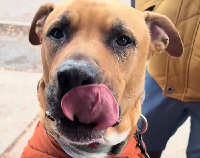 Pizzeria In Chicago Opens Doggie Treat Window, Goes Viral Due To The Most Wholesome Interactions