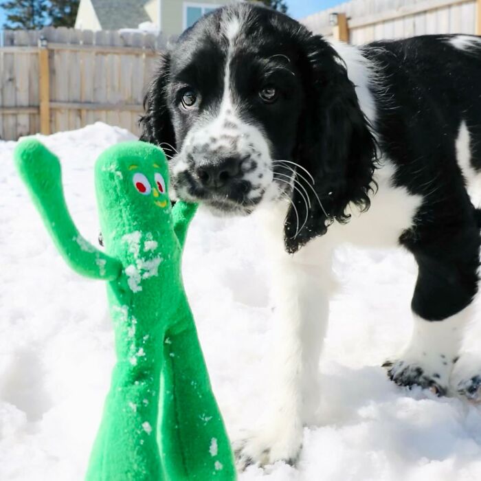 Puppy playing with a green toy in the snow, a random thing you will love or hate.