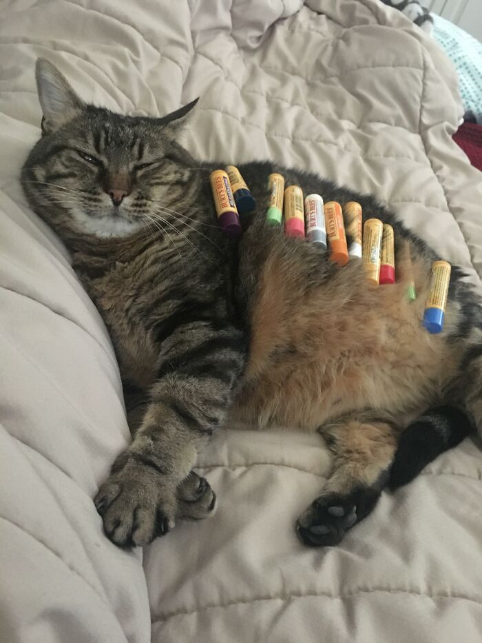 Cat lying on a bed with colorful markers on its back, showcasing funny stuff on cats.