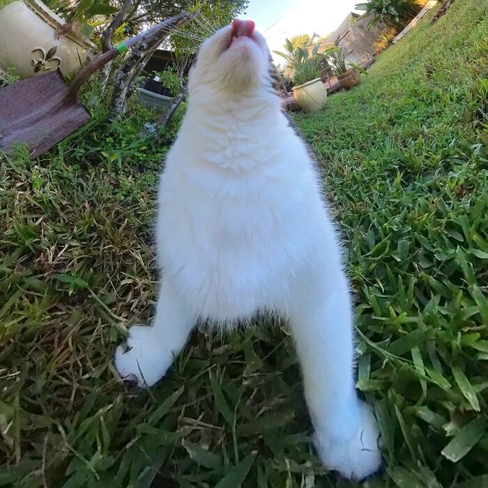 A silly photo of a cat taken with a 360 camera, showing a humorous perspective in the garden.